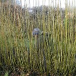 Harvesting the Gorfanc willow