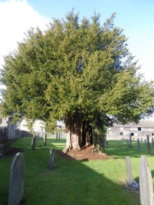 The famously ancient yew tree